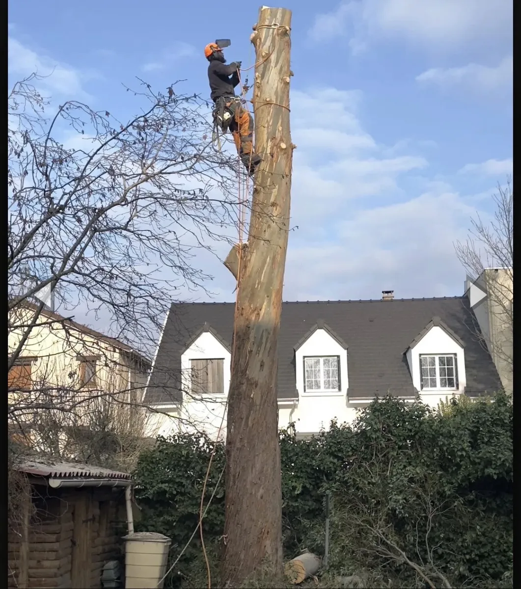 Démontage d’un grand tronc, grimpeur encordé avec la tronçonneuse