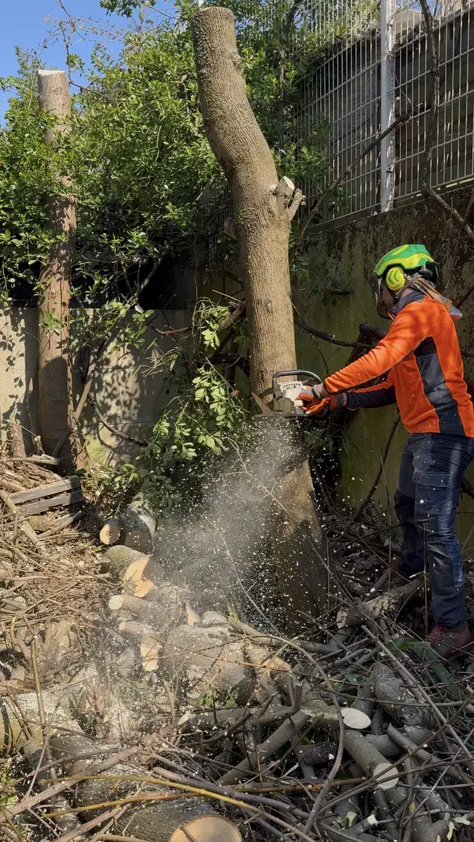 Abattage d’un tronc à la tronçonneuse