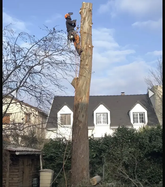 Démontage d’un grand tronc, grimpeur encordé avec la tronçonneuse